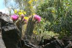 PICTURES/Wildflowers - Desert in Bloom/t_Hedgehog Cactus4.JPG
